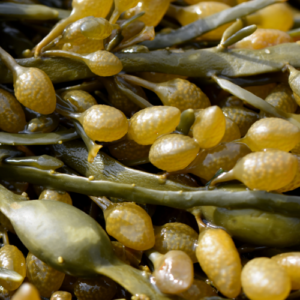 Algues de récolte